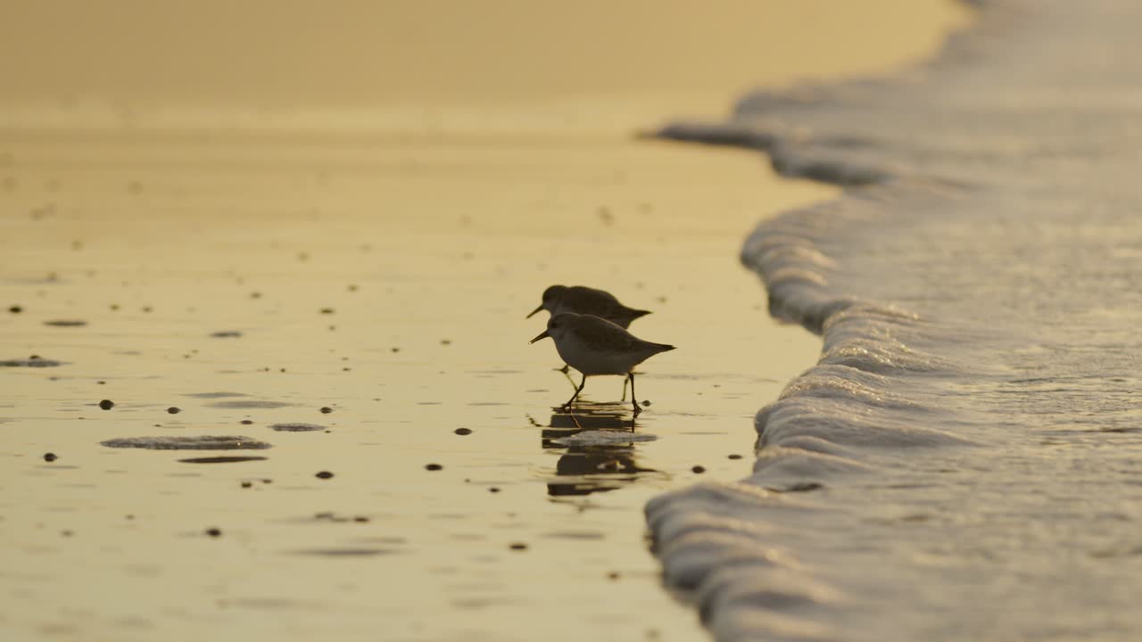 매끄러운 모래사장에서 거품이 이는 파도보다 앞서기 위해 달리는 한 쌍의 스트랜드로퍼의 아름다운 중간 샷, 느린 동작