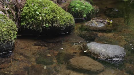 Japanese-Giant-Salamander-Hiding-under-mossy-rock-in-River-of-Tottori-Japan
