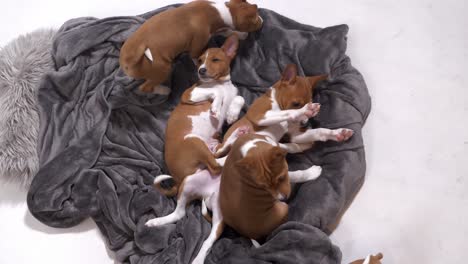 adorable-cute-little-puppy-lay-down-on-blanket-and-go-to-sleep-slow-motion