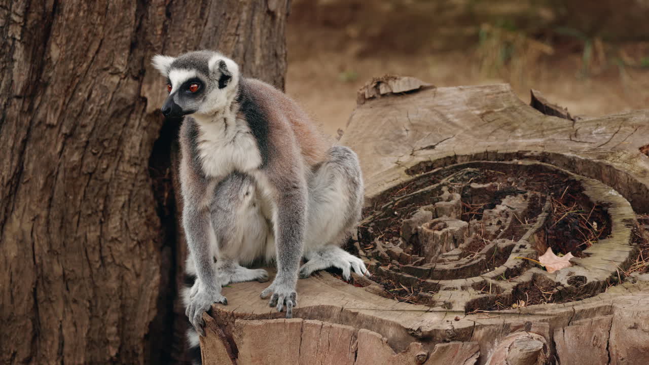 Lemur on a tree stump