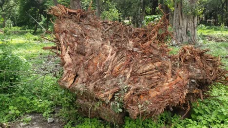 cutting died of the banyan tree stump with roots in the green field