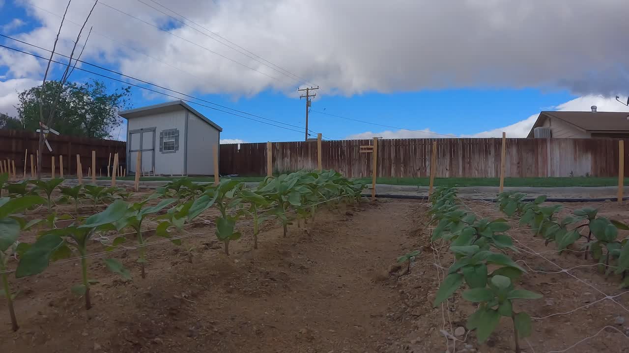 jardín trasero con un paisaje de nubes dinámico sobre la cabeza y verduras que crecen en filas - lapso de tiempo deslizante