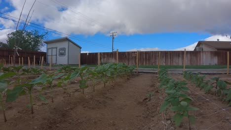 backyard garden with a dynamic cloudscape overhead and vegetables growing in rows - sliding time lapse