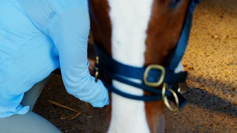 el médico veterinario vendando la pierna del caballo 4k