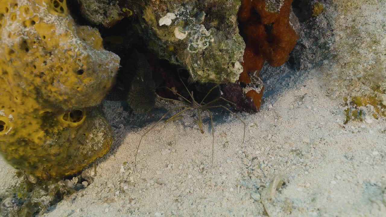 cozumel. arrecife y araña. méxico. vida bajo el agua