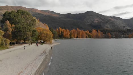 aerial drone view of the shore and lake wanaka, new zealand in autumn