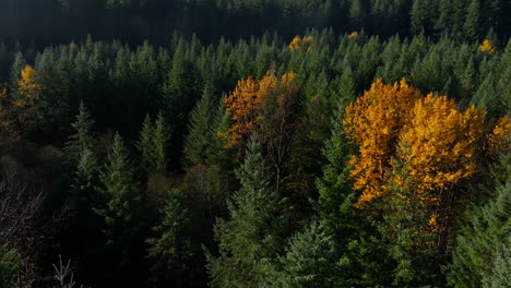 Drone-low-orbit-around-bright-vibrant-yellow-birch-trees-in-forest-clearing-of-evergreens