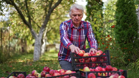 man in checkered shirt sorting the apples after picking. apples gathered in the plastic boxes on the ground in the garden.