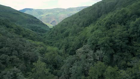 lush green mountain valley with forest and cliffs