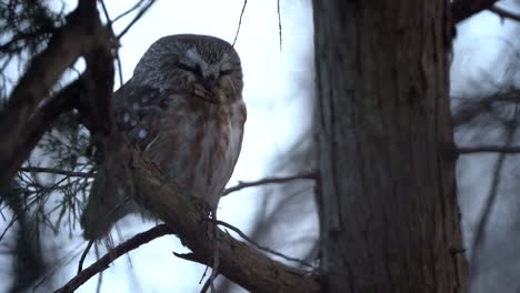 a northern saw whet owl slowly waking up just after sunset