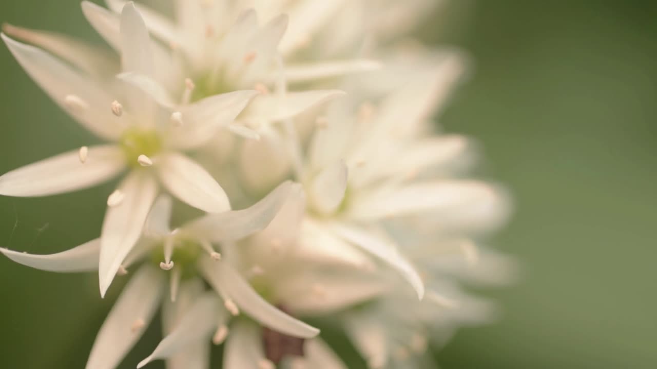 Flores blancas de ajo de oso con suave brisa
