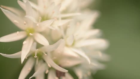 Ramsons-white-flowers-in-gentle-breeze