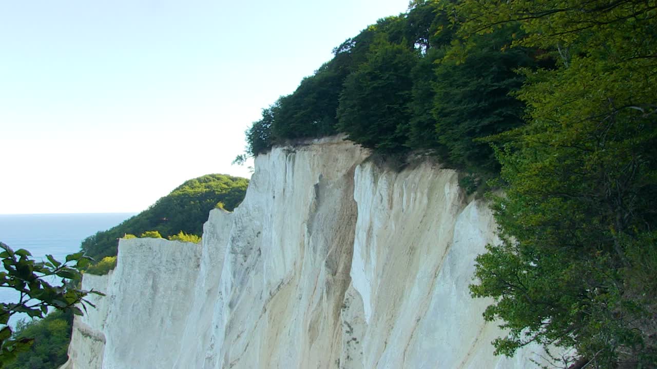 las cimas de los acantilados de tiza blanca de dinamarca están cubiertas por un bosque profundo y oscuro en primavera y verano
