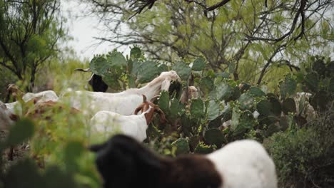 A-herd-of-goats-eating-prickly-pear-cactus-in-northern-Mexico,-medium-shot