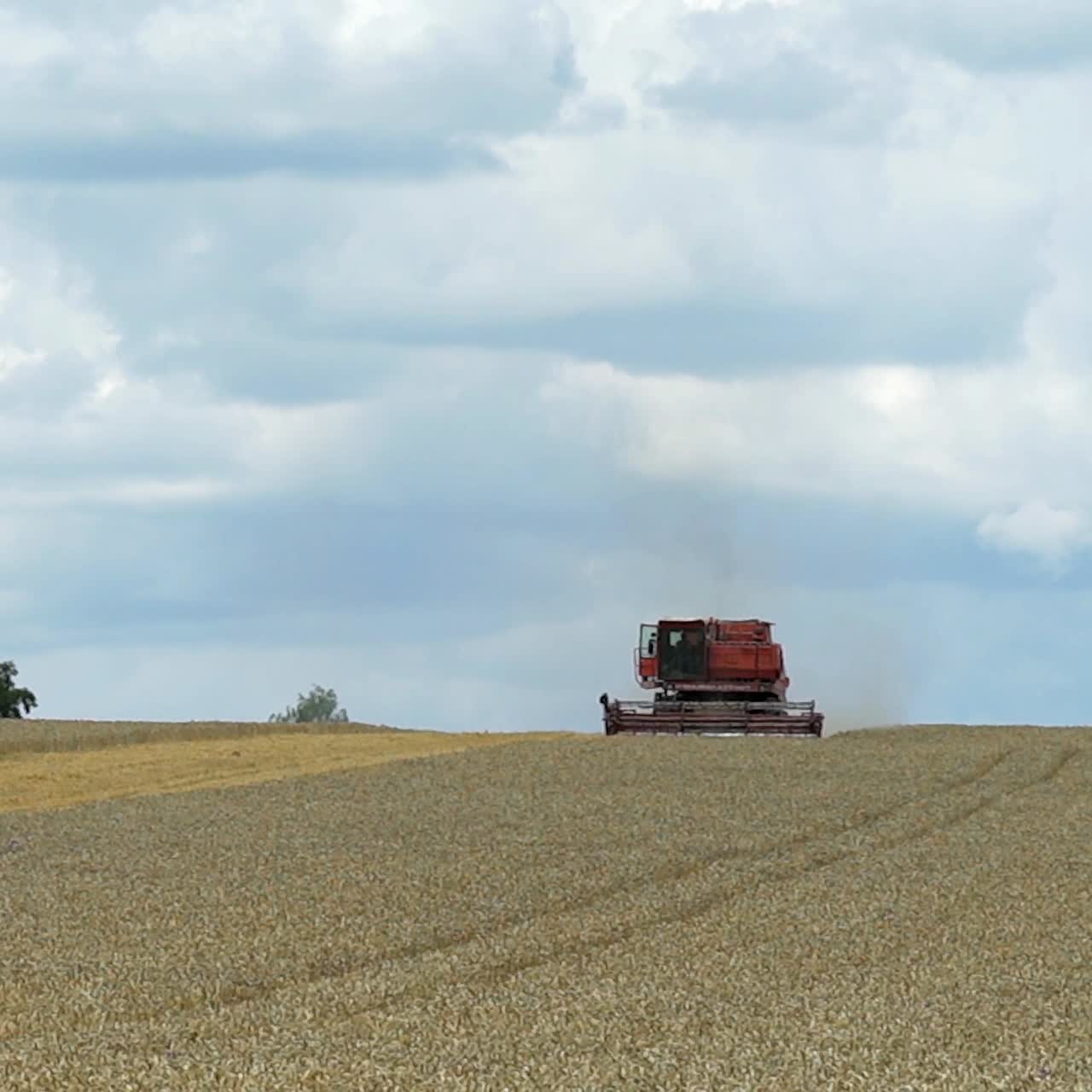 Combine harvester working on a golden ripe wheat field. Front view, blue sky with clouds in the background