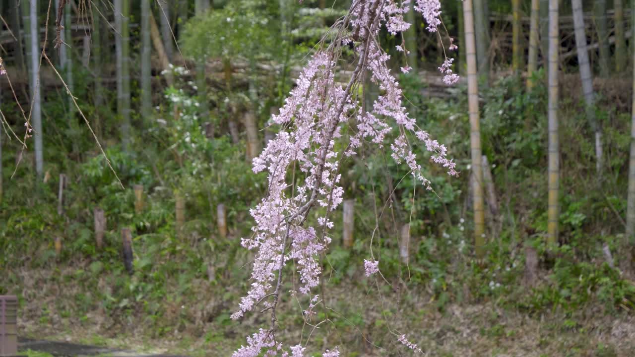 Handheld view over stunning weeping Sakura tree