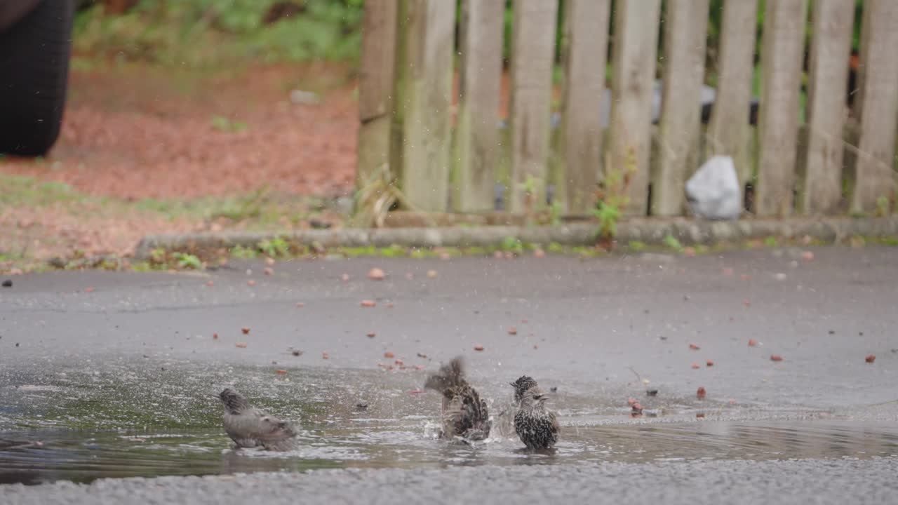 Starlings Bathing in a Puddle on a Street