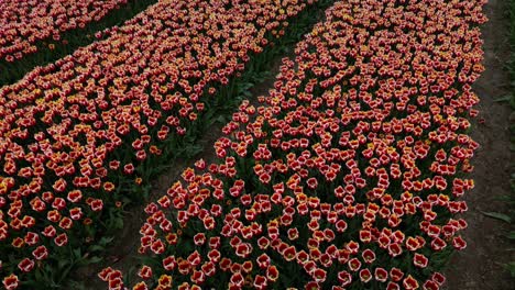 pola tulipanów - rzędy pięknych kwiatów tulipanów na polu w wietrzny dzień