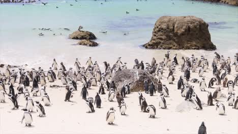 these african penguins on boulders beach are vulnerable to extinction