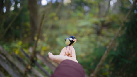 small colorful bird lands on hand with seeds and flies away, pov slomo