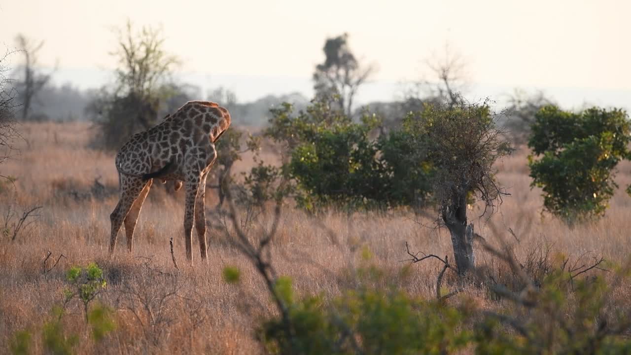 plano general de una jirafa macho caminando por la pradera seca y deteniéndose para rascarse, parque nacional kruger