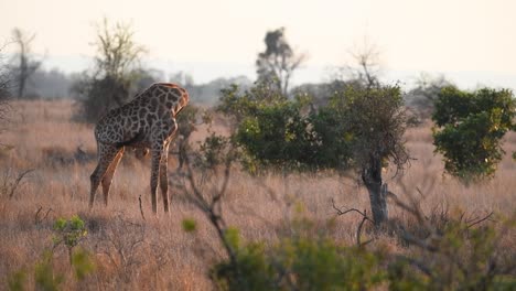 Plano-General-De-Una-Jirafa-Macho-Caminando-Por-La-Pradera-Seca-Y-Deteniéndose-Para-Rascarse,-Parque-Nacional-Kruger