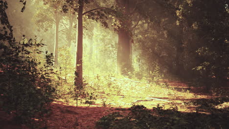 sunbeams through a misty forest