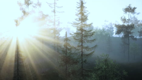 sunbeams shining through a foggy forest