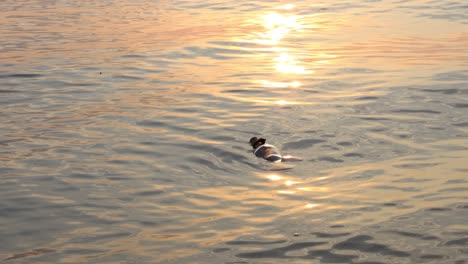 Message-in-the-bottle-against-the-Sun-setting-down