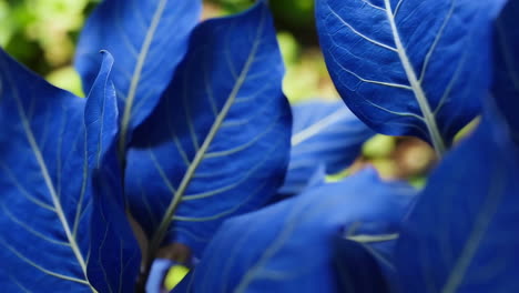 vibrant blue leaves in nature