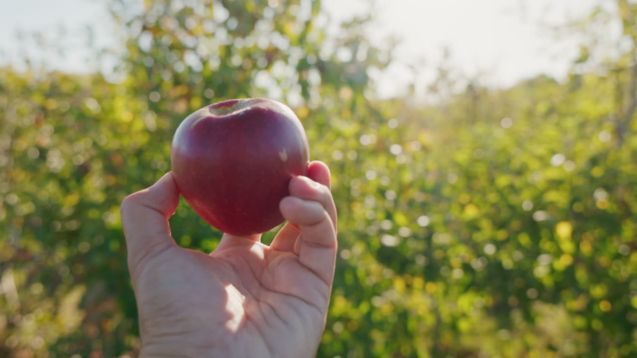 Holding a Fresh Apple in an Orchard