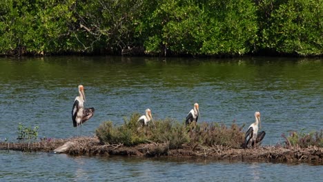 cuatro individuos mirando hacia la derecha hacia el sol mientras se secan en el fajo, cigüeña pintada mycteria leucocephala, tailandia