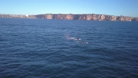 Imágenes-De-Drones-De-Imponentes-Acantilados-Oceánicos-En-Sydney,-Australia