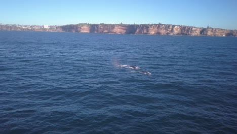 drone footage of towering ocean cliffs in sydney australia