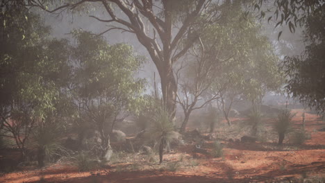 foggy forest in the australian outback