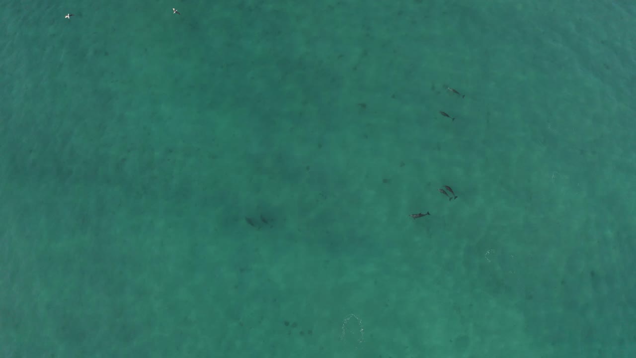 delfines nariz de botella nadando en el agua azul del océano pacífico de méxico, antena