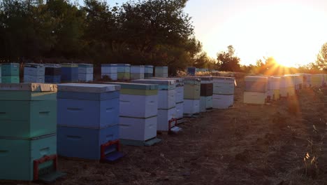 toma estática de una gran colección de colmenas iluminadas por el sol de la mañana