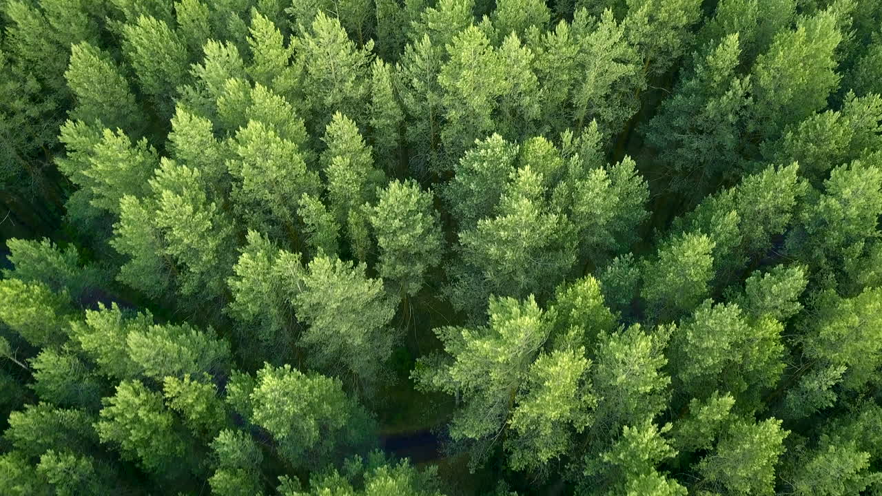 Dense Forest Canopy from Above