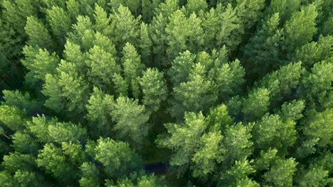 dense forest canopy from above