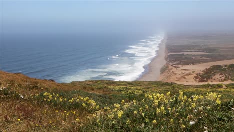 lupines on point reyes loop