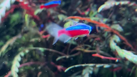 a colorful neon tetra swims among vibrant aquatic plants in a freshwater aquarium