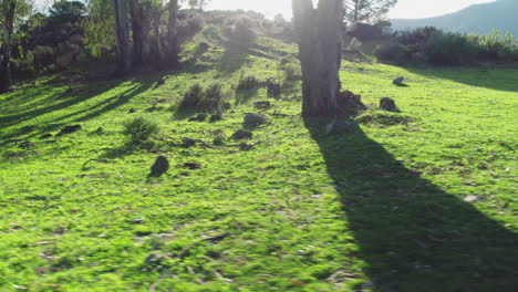 Panning-from-right-to-left-on-the-forest,-tilting-up-into-the-horizon