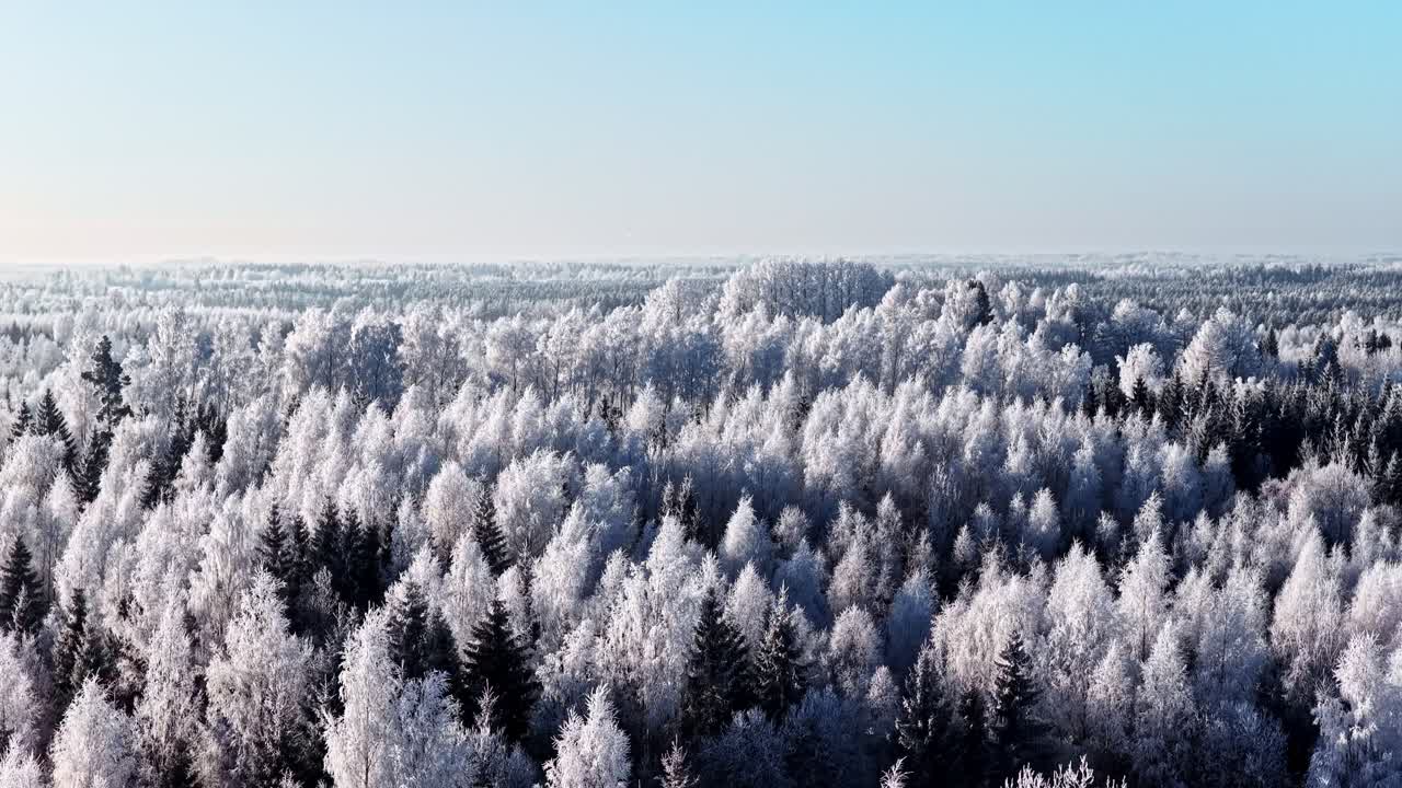Luftfoto af snedækket skov under en klar blå himmel, en stille vintermorgen.