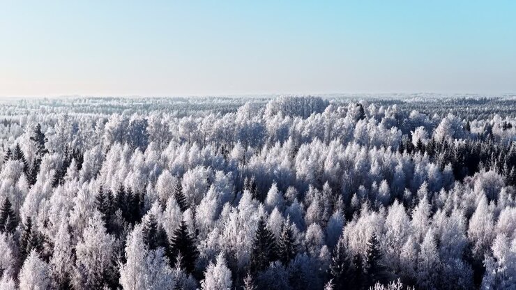 Luftfoto af snedækket skov under en klar blå himmel, en stille vintermorgen.