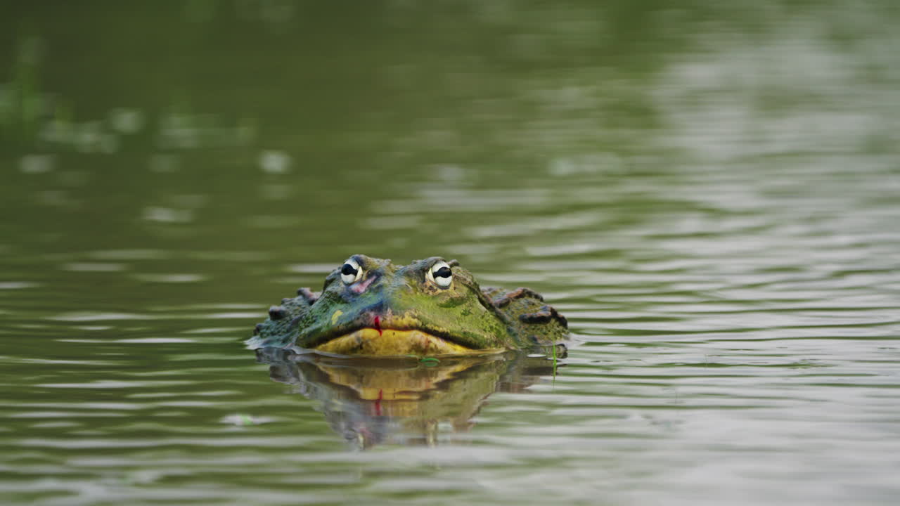 중앙 칼라하리 국립 공원, 보츠와나에서 우기 동안 어두운 연못에서 쉬고 아프리카 황소 개구리
