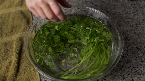 person soaked the bunch of green parsley on a bowl