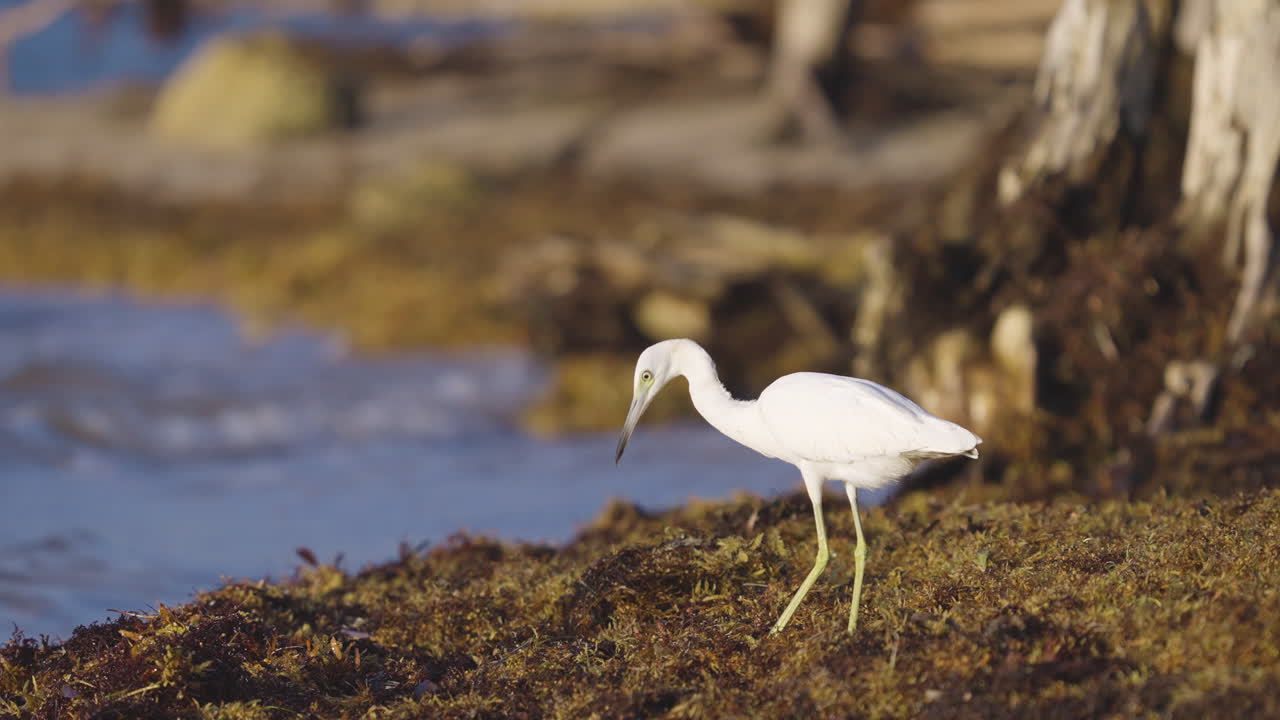 Juvenile Heron Feeding on Bugs in Beach Seaweed 2