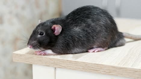 rata gris doméstica de primer plano
