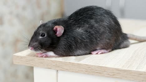 animal domestic gray rat close-up