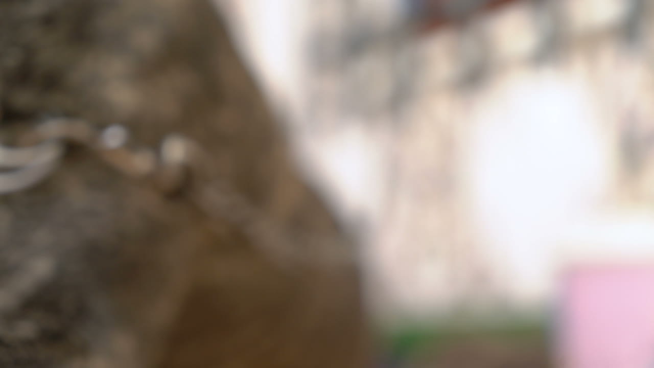 Close-up of a dog's eye